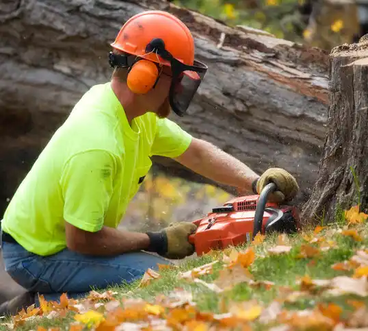 tree services Jeffersontown